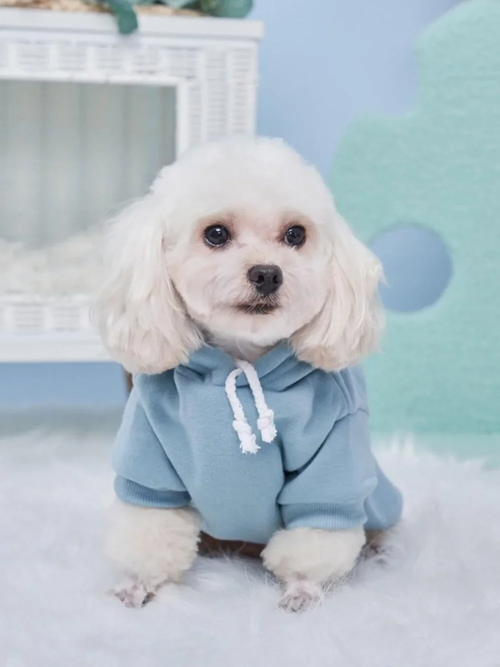 Cozy Dog Hoodie Sweatshirt for Small Dogs & Cats - Warm Pet Costume, X-Small